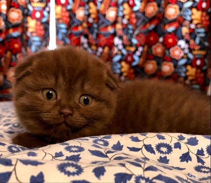 Skotish fold Choko скоттиш фолд шоколад