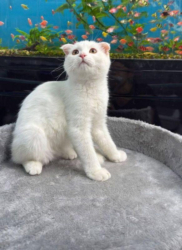 Скотиш фолд 4 ойлик