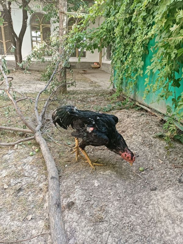 xgʻroz sotiladi tullak xgʻroz sotiladi tullak