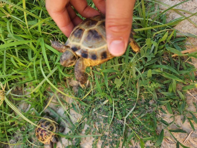 Tashbaqa sotiladi Tashbaqa sotiladi