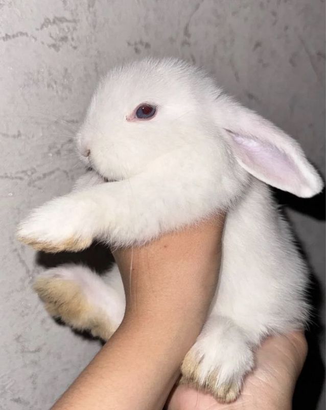 Karlikiviy quyoncha Karlikiviy quyoncha