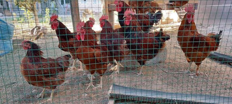 ХАН ХЯП корейс товуқ ва хўрозлари сотилади