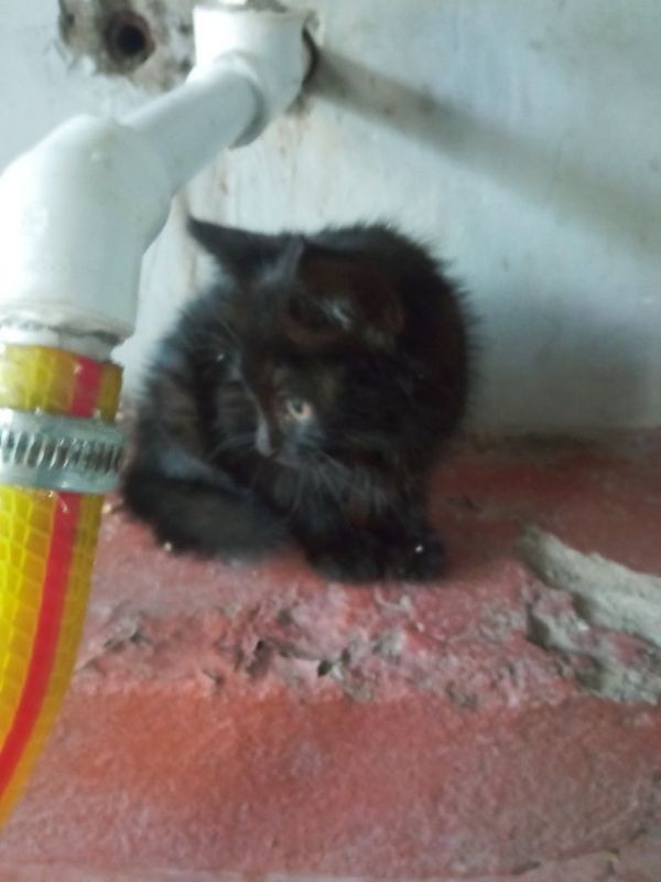 симпатичный милый котик мальчик симпатичный милый котик мальчик