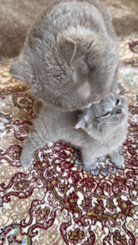 Она бола Scottish Fold сотилади Она бола Scottish Fold сотилади