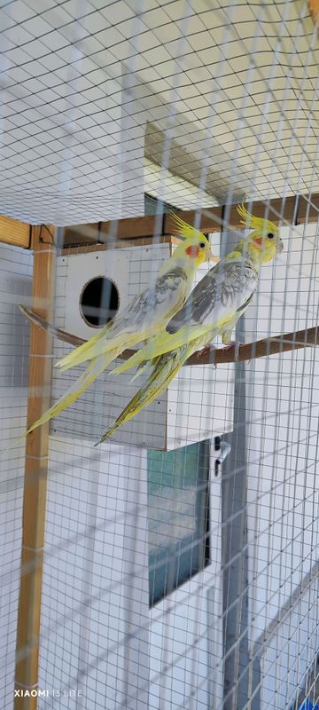 Karella qushlari nar va moda 1 yosh tuxumga kirgan Karella qushlari nar va moda 1 yosh tuxumga kirgan