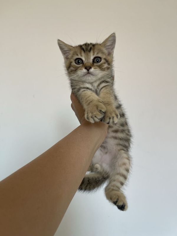 Продаются котята породистые!!!