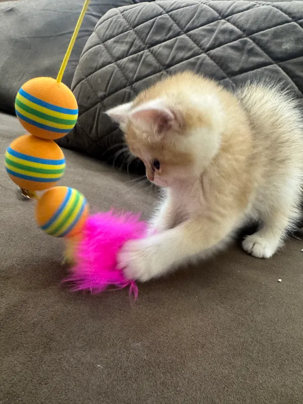 mushuk bolalari sotiladi