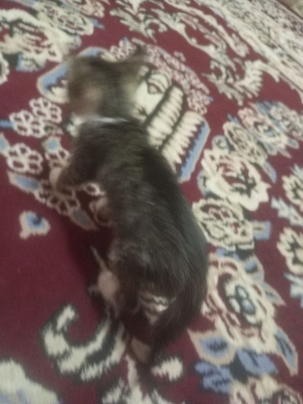 Mushuk sotiladi. Mushuk sotiladi.