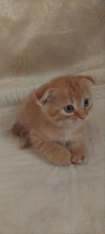 Chiroyli va yoqimtoy mushuk bolalari sotuvda Chiroyli va yoqimtoy mushuk bolalari sotuvda