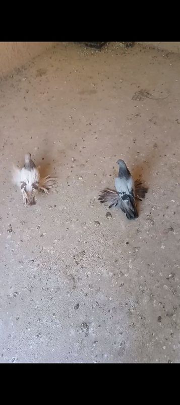 Kaptarla sotiladi giribuni Kaptarla sotiladi giribuni