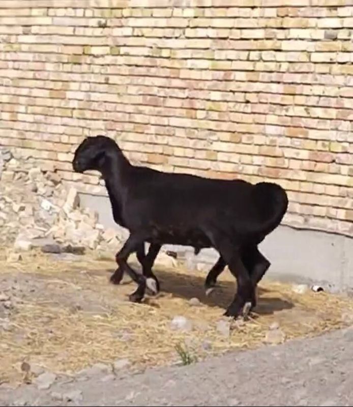 Zotga sotiladi 9ta urgochi 1 ta qochqor gisar Zotga sotiladi 9ta urgochi 1 ta qochqor gisar