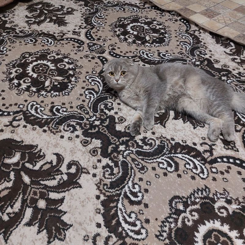 Вислоухий кот породистый Вислоухий кот породистый