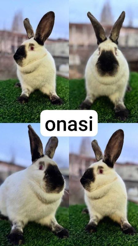 Kaliforniya quyonlari sotiladi. Toshkent Kaliforniya quyonlari sotiladi. Toshkent