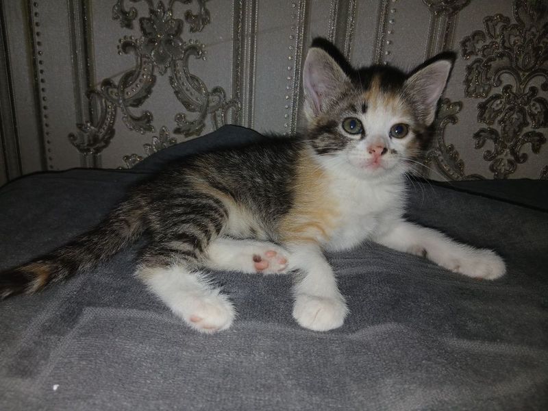 Котята бесплатно Котята бесплатно