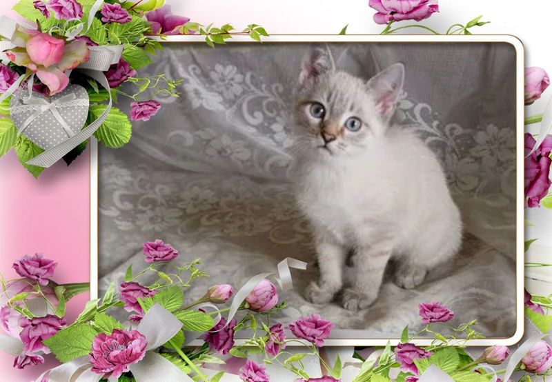Котенок в добрые руки Котенок в добрые руки