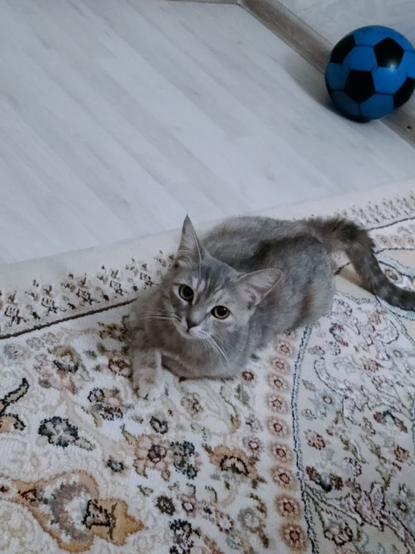 Мушук скотш страйт Мушук скотш страйт