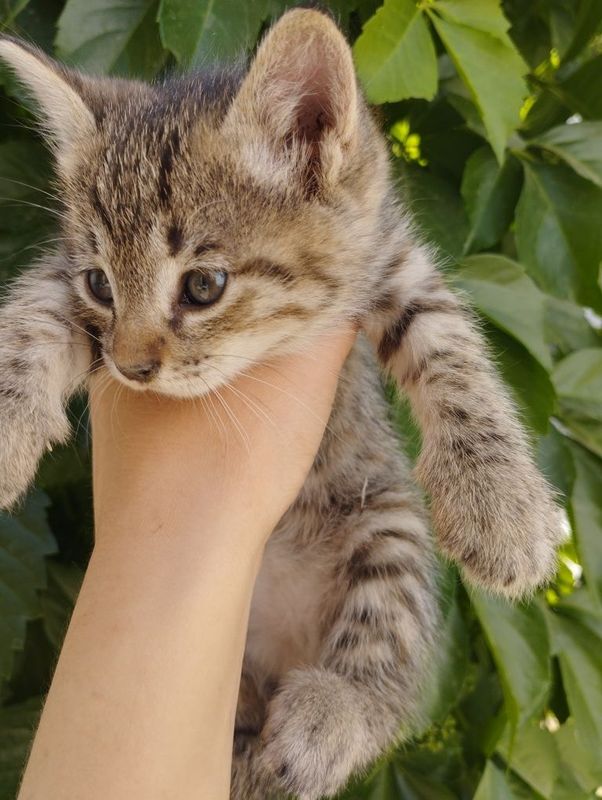 домашний котенок(девочка)