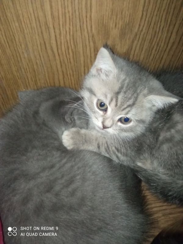 Котята страйт-фолд и скоттиш-фолд 1 месяц неделя.100$ за 1 котёнка Котята страйт-фолд и скоттиш-фолд 1 месяц неделя.100$ за 1 котёнка