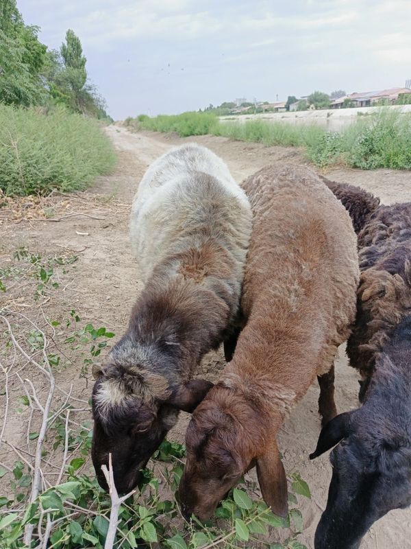 Кошкарлар сатылады Кошкарлар сатылады