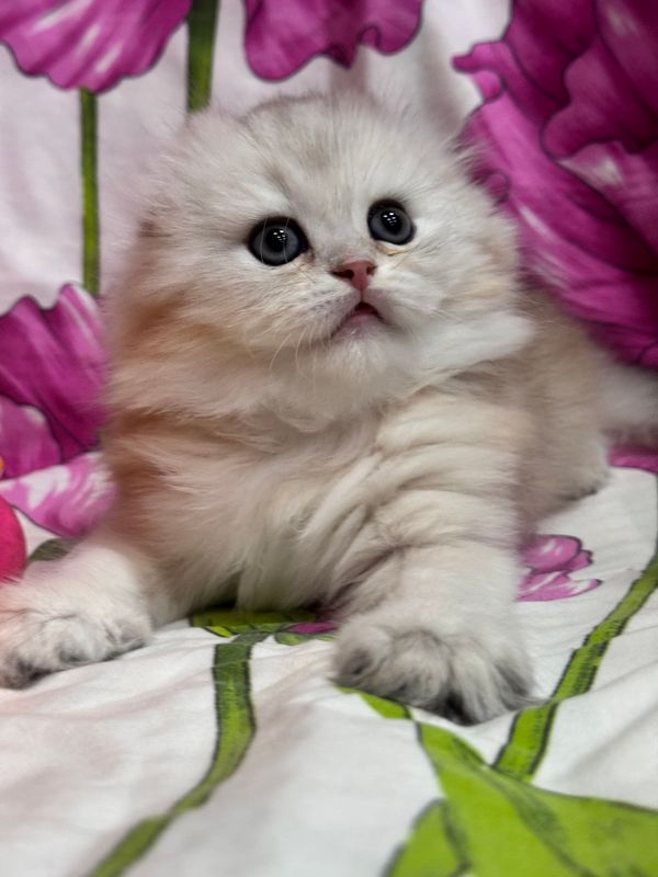 Продается котенок шотландской породы! Продается котенок шотландской породы!