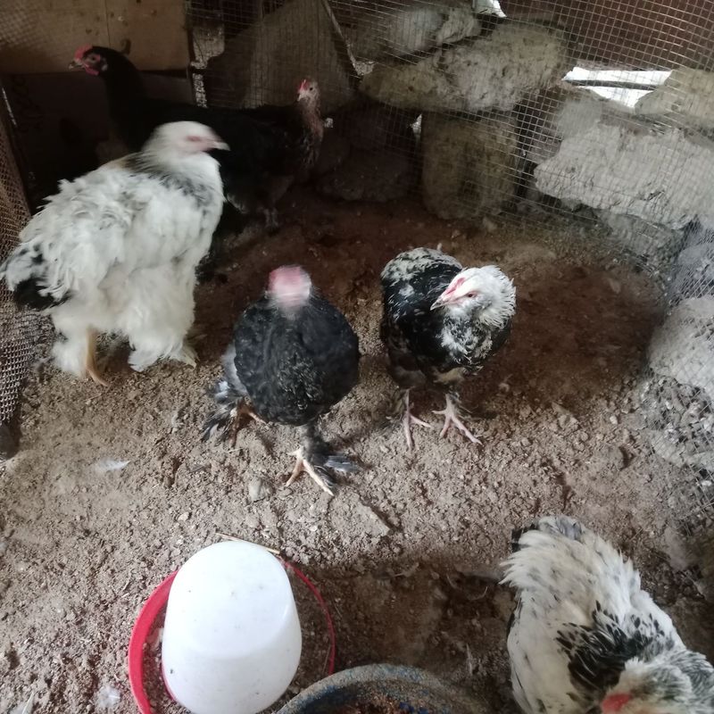 Brama horoz va tovuq va joja bor sotilad sirochna Brama horoz va tovuq va joja bor sotilad sirochna