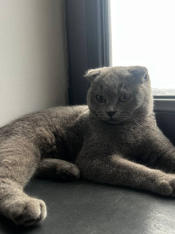 Мушук аклли соглом