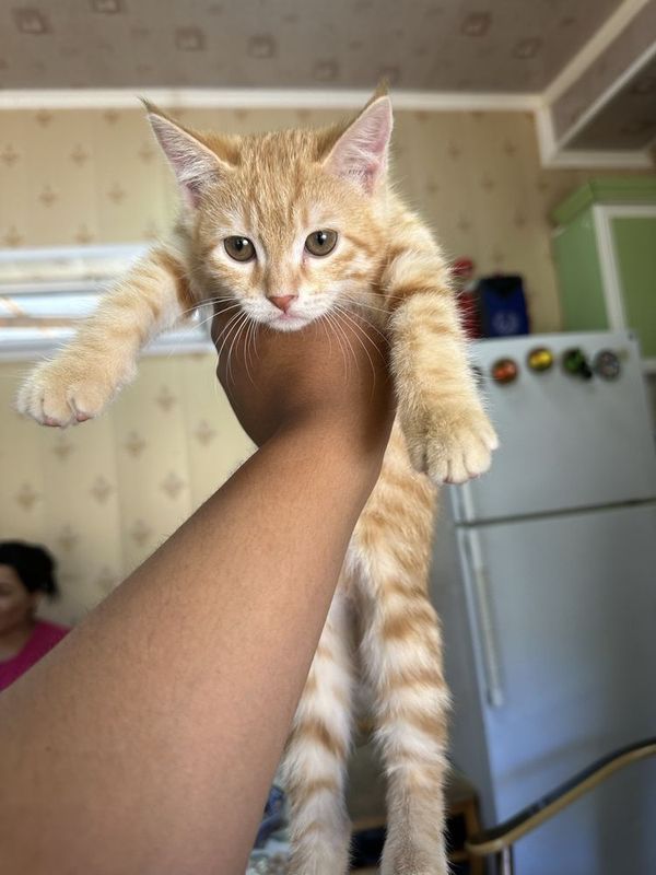 Отдаем на добрые руки