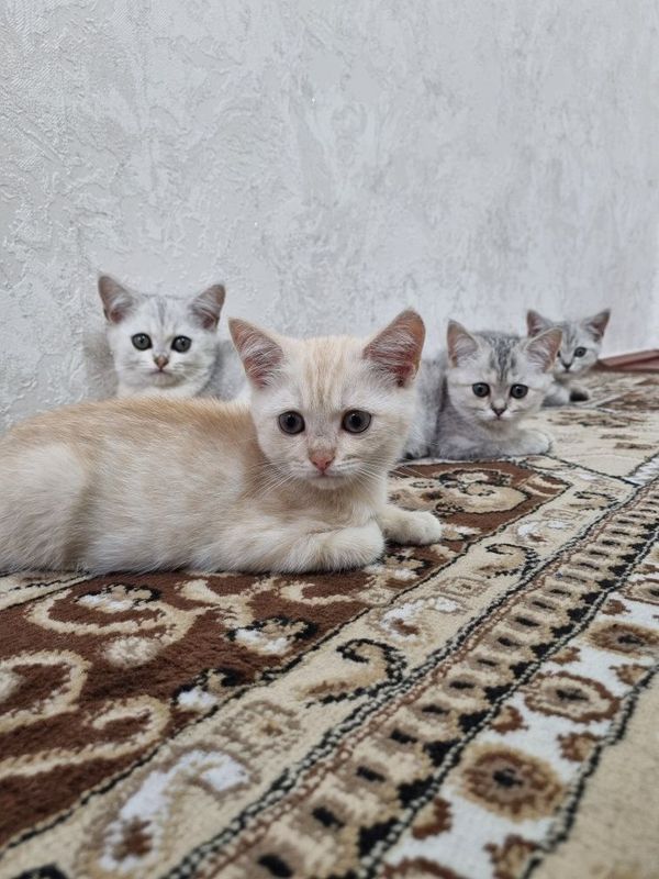 Шиншилла мушуклар сотилади