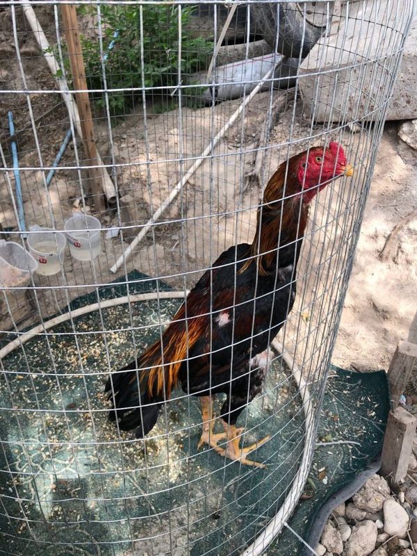 Dakan horozla 3 ta bor joja Dakan horozla 3 ta bor joja