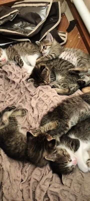 Котята в добрые руки Котята в добрые руки