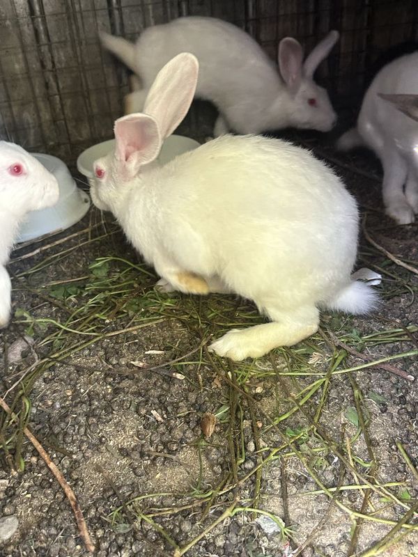 Vilikan quyonlar Vilikan quyonlar