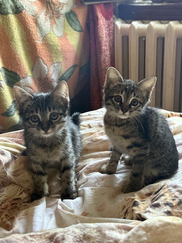 Милые домашние котята отдам бесплатно Милые домашние котята отдам бесплатно