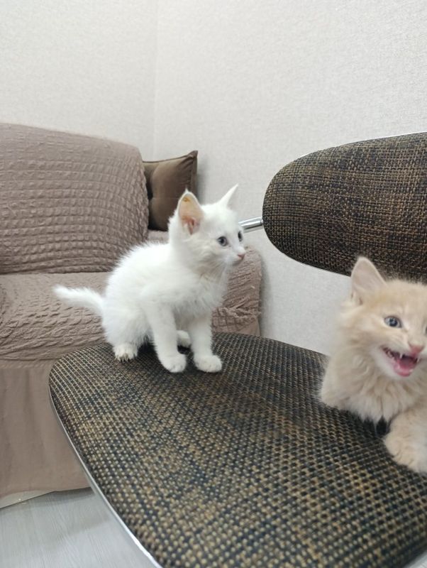 Распродажа котят Распродажа котят