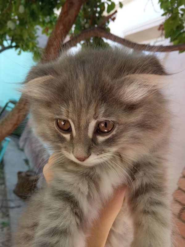 Вислоухий котенок Вислоухий котенок