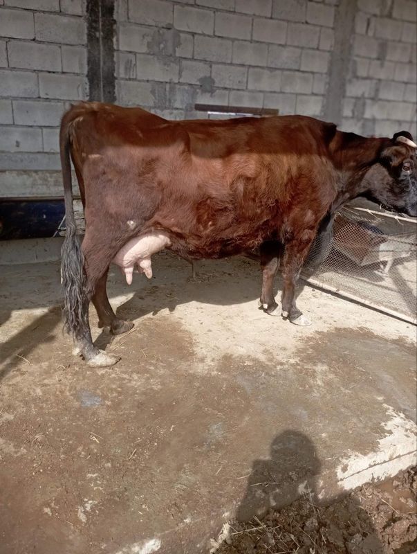 Eston paroda sigir sotiladi bolasi buqacha zotdor hukiz bolasi Eston paroda sigir sotiladi bolasi buqacha zotdor hukiz bolasi