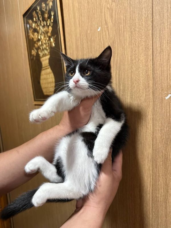 Пристраиваются котята в добрые руки Пристраиваются котята в добрые руки