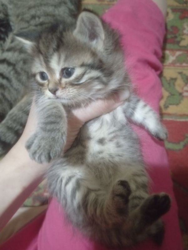 Продаю породистые Котята, Котёнок британский веслаух.. Продаю породистые Котята, Котёнок британский веслаух..