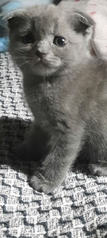 Котята чистокровные, вислоухие и страйт