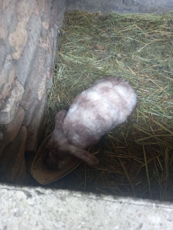 Quyon va tovuqlar sotiladi barisi soglom Quyon va tovuqlar sotiladi barisi soglom
