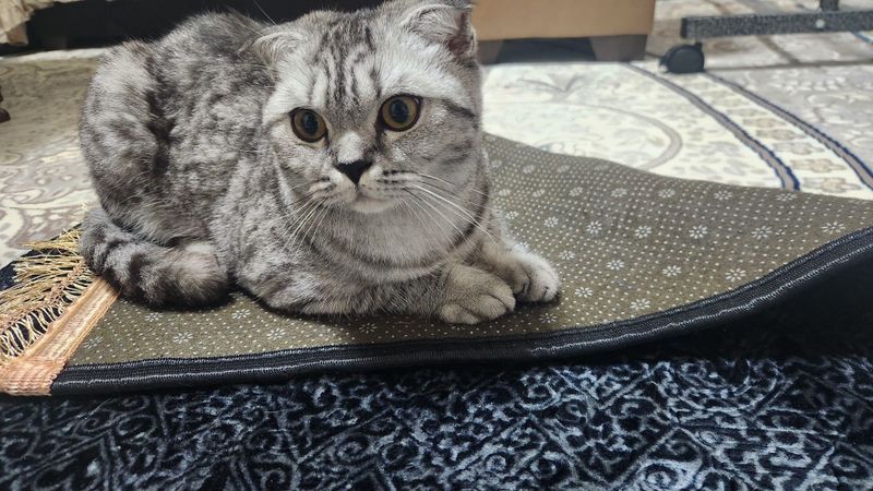 mushuk sotiladi shinshilla paroda mushuk sotiladi shinshilla paroda