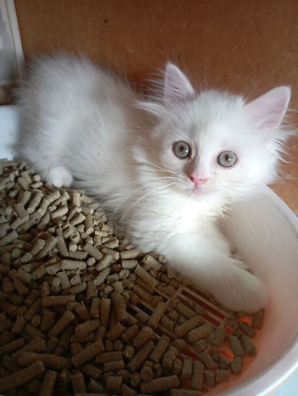 Белоснежный котёнок мальчик 2 мес. Белоснежный котёнок мальчик 2 мес.