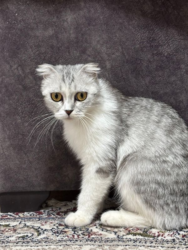 Mushuk