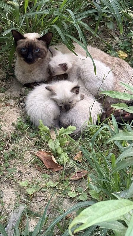 Cat siamese (siamski)
