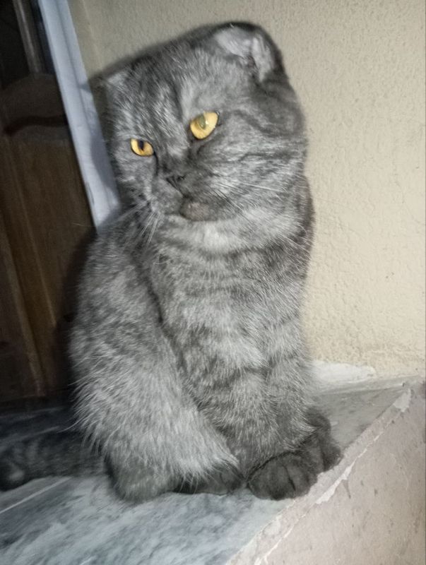 Пропала кошка Скотти Фолд девочка Пропала кошка Скотти Фолд девочка