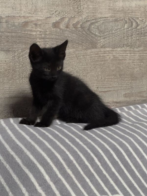 котята в добрые руки котята в добрые руки