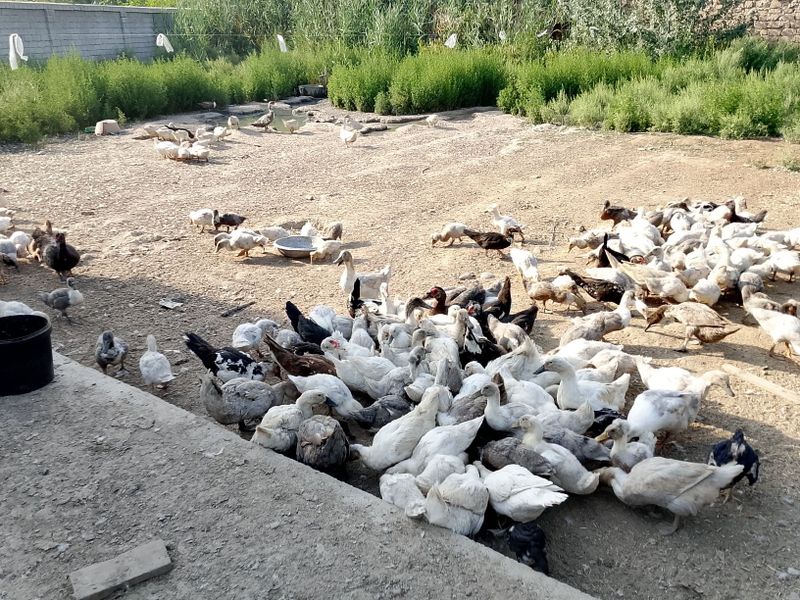 Голубой фаворит урдак жужалари. Голубой фаворит урдак жужалари.
