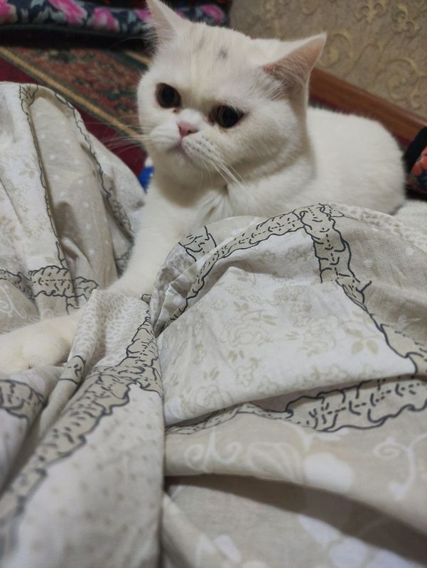 Кошка скоттиш страйт Кошка скоттиш страйт