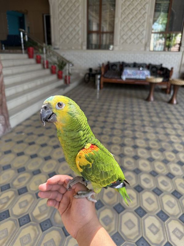 Amazon синий лобый blue fronted amazon Amazon синий лобый blue fronted amazon