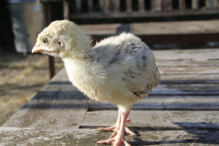 Kurka jo'jasi sotiladi Kurka jo'jasi sotiladi