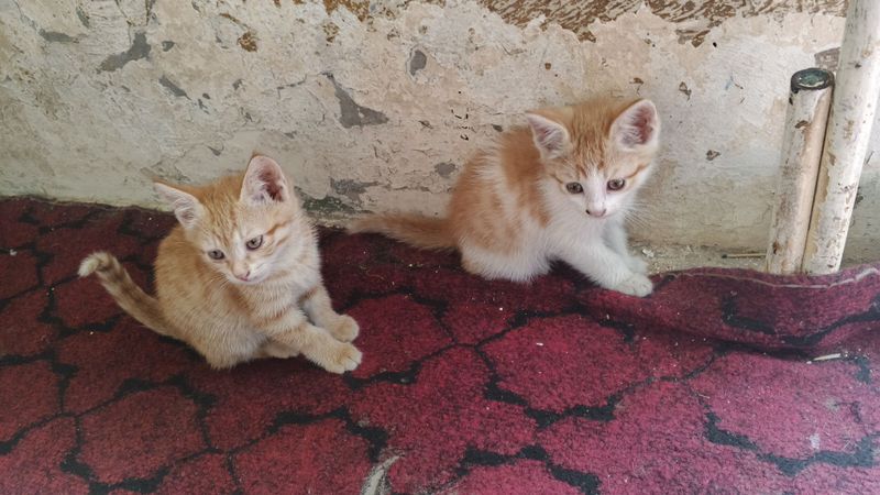 Mushaklarni tekinga beramiz Mushaklarni tekinga beramiz